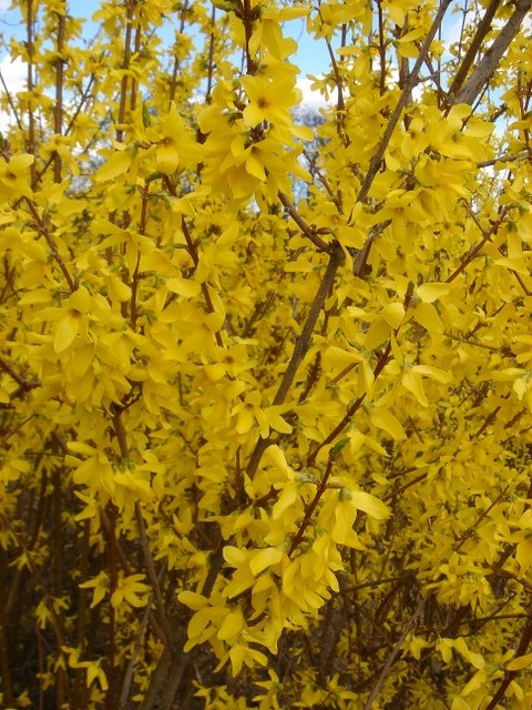 Forsythia x intermedia 'Spring Glory' P9 (2)